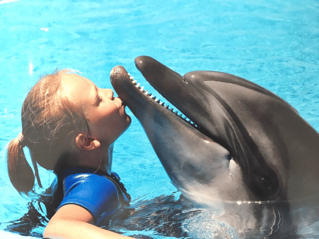 Плавание с дельфинами, плавание с дельфинами в Хургаде, Plaukimas su delfinais Hurgadoje