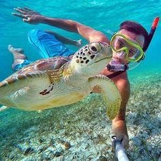 Zatoka Żółwi Abu Dabbab, Ekskursija pas vėžlius į Abu Dababą iš Hurgados