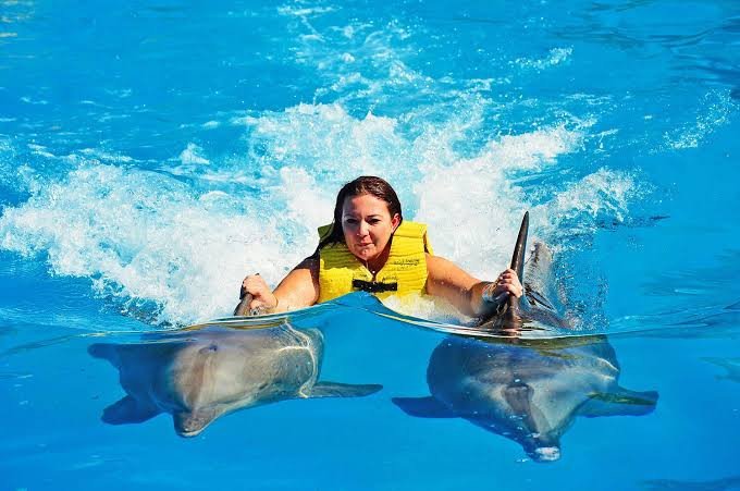 Плавание с дельфинами, Swim With Dolphins In Sharm El Sheikh