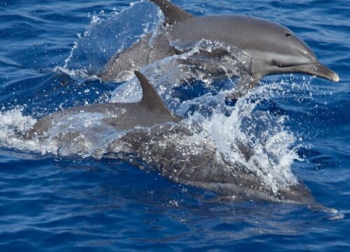 Full Day Experience swimming with dolphins & Snorkeling in Red Sea