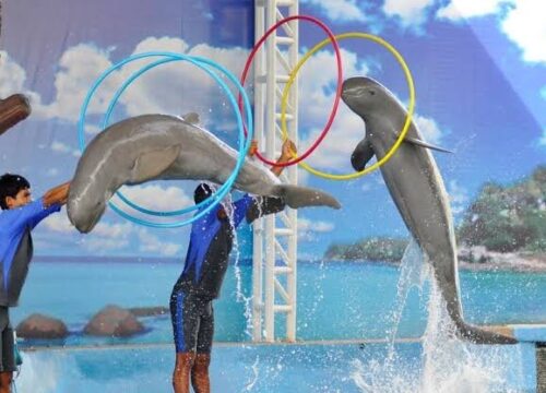 Dolphin Show in Hurghada with Hotel Transfer