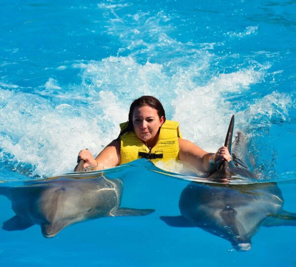 Swimming-with Dolphins Hurghada