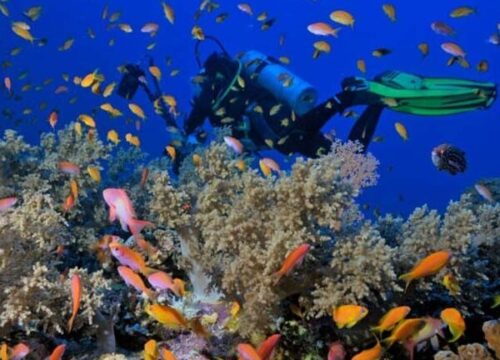 Intro Shore Diving-Sharm El Sheikh with Private Transfer