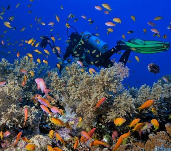 Intro Shore Diving-Sharm El Sheikh with Private Transfer