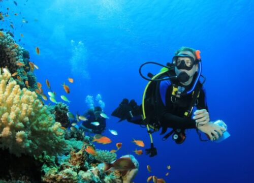 Diving in Ras Mohammed National Park-Sharm El Sheikh