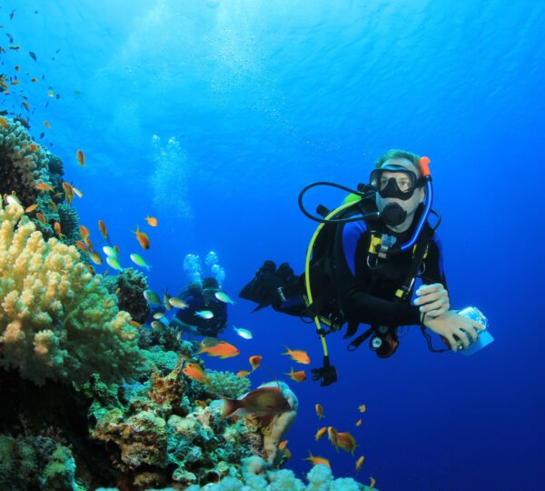 Diving in Ras Mohammed National Park-Sharm El Sheikh